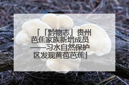 「黔物志」贵州芭蕉家族新增成员——习水自然保护区发现黄苞芭蕉