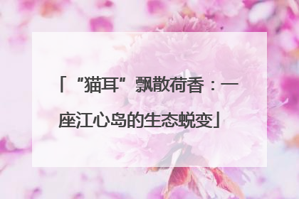 “猫耳”飘散荷香：一座江心岛的生态蜕变