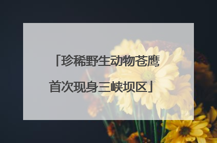 珍稀野生动物苍鹰首次现身三峡坝区