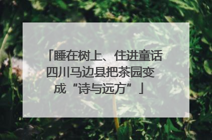 睡在树上、住进童话 四川马边县把茶园变成“诗与远方”