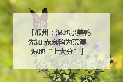 瓜州：湿地景美鸭先知 赤麻鸭为荒漠湿地“上大分”