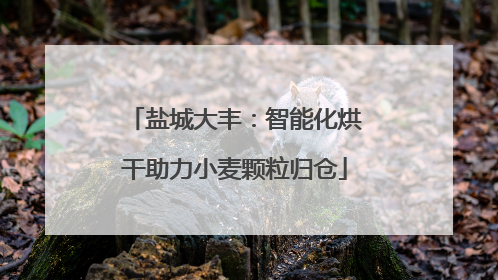 盐城大丰：智能化烘干助力小麦颗粒归仓