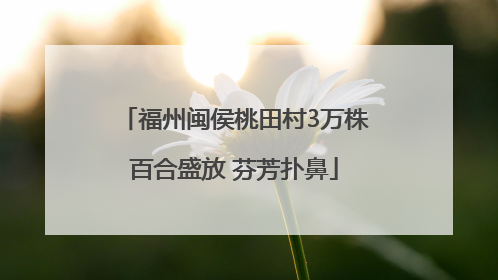 福州闽侯桃田村3万株百合盛放 芬芳扑鼻