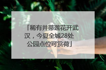 稀有并蒂莲花开武汉，今夏全城28处公园点位可赏荷