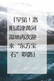 罕见！洛阳孟津黄河湿地再次迎来“东方宝石”彩鹮