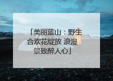 美丽蓝山：野生合欢花绽放 浪漫景致醉人心