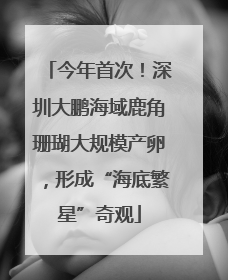 今年首次！深圳大鹏海域鹿角珊瑚大规模产卵，形成“海底繁星”奇观