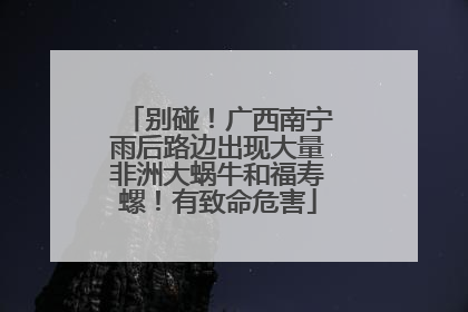 别碰！广西南宁雨后路边出现大量非洲大蜗牛和福寿螺！有致命危害