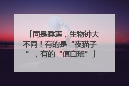 同是睡莲，生物钟大不同！有的是“夜猫子”，有的“值白班”