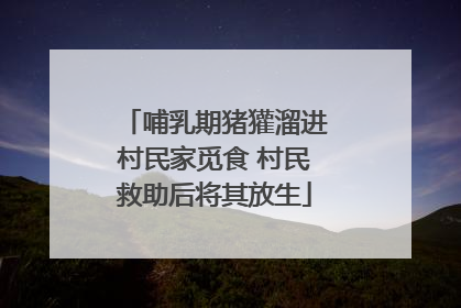 哺乳期猪獾溜进村民家觅食 村民救助后将其放生