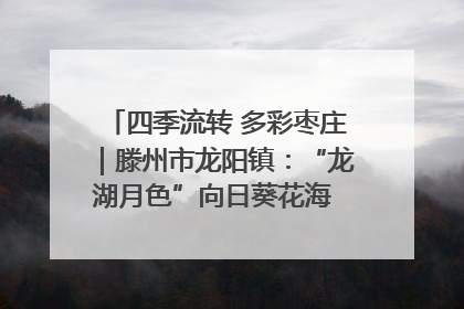 四季流转 多彩枣庄｜滕州市龙阳镇：“龙湖月色”向日葵花海 绘就乡村振兴新画卷