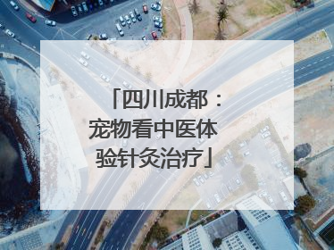 四川成都：宠物看中医体验针灸治疗