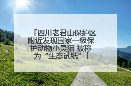 四川老君山保护区附近发现国家一级保护动物小灵猫 被称为“生态试纸”