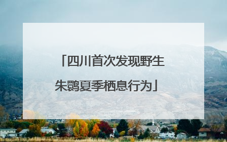 四川首次发现野生朱鹮夏季栖息行为