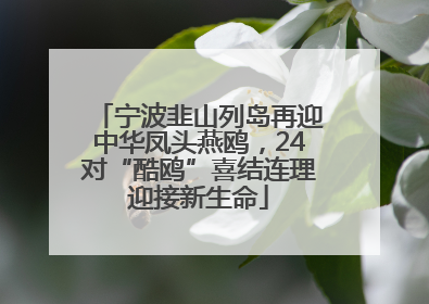 宁波韭山列岛再迎中华凤头燕鸥，24对“酷鸥”喜结连理迎接新生命