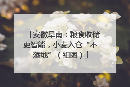 安徽阜南：粮食收储更智能，小麦入仓“不落地”（组图）