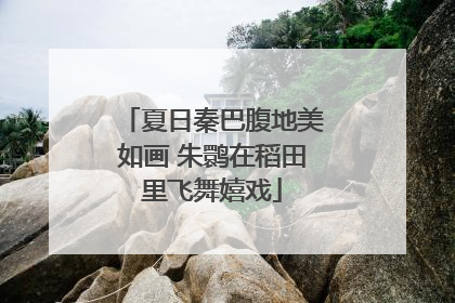 夏日秦巴腹地美如画 朱鹮在稻田里飞舞嬉戏