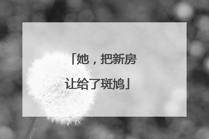 她，把新房让给了斑鸠