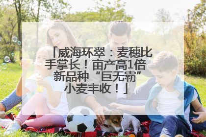 威海环翠：麦穗比手掌长！亩产高1倍 新品种“巨无霸”小麦丰收！