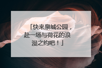 快来泉城公园，赴一场与荷花的浪漫之约吧！