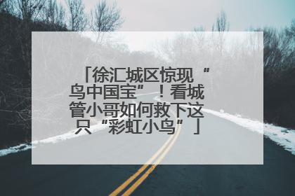 徐汇城区惊现“鸟中国宝”！看城管小哥如何救下这只“彩虹小鸟”