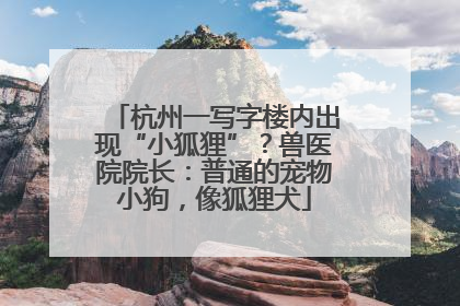 杭州一写字楼内出现“小狐狸”？兽医院院长：普通的宠物小狗，像狐狸犬