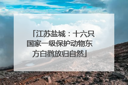 江苏盐城：十六只国家一级保护动物东方白鹳放归自然