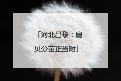 河北昌黎：扇贝分苗正当时