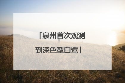 泉州首次观测到深色型白鹭