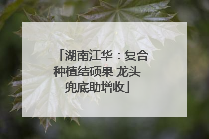 湖南江华：复合种植结硕果 龙头兜底助增收