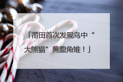 莆田首次发现鸟中“大熊猫”黄腹角雉！