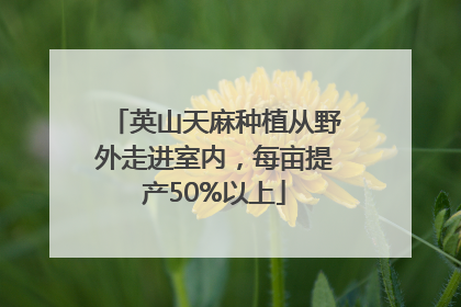 英山天麻种植从野外走进室内，每亩提产50%以上