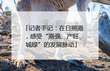 记者手记：在日照港，感受“港强、产旺、城绿”的发展脉动