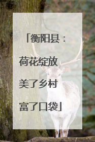 衡阳县：荷花绽放 美了乡村 富了口袋