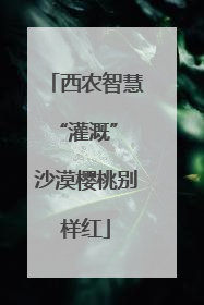 西农智慧“灌溉” 沙漠樱桃别样红