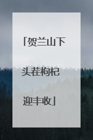 贺兰山下 头茬枸杞迎丰收