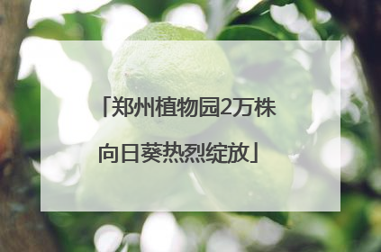 郑州植物园2万株向日葵热烈绽放