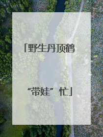 野生丹顶鹤“带娃”忙