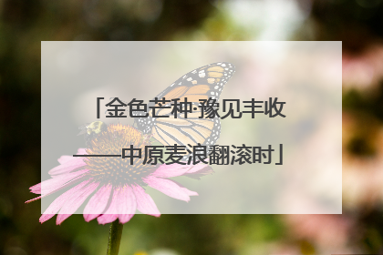 金色芒种·豫见丰收——中原麦浪翻滚时