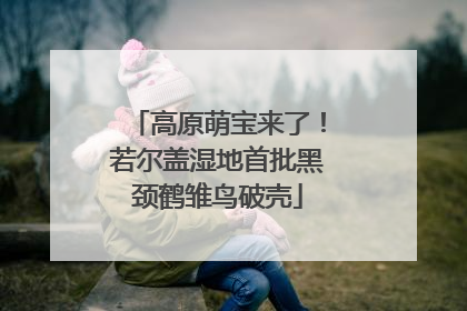 高原萌宝来了！若尔盖湿地首批黑颈鹤雏鸟破壳
