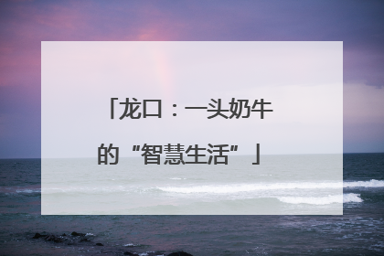 龙口：一头奶牛的“智慧生活”