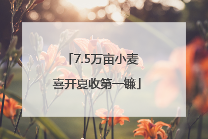 7.5万亩小麦喜开夏收第一镰